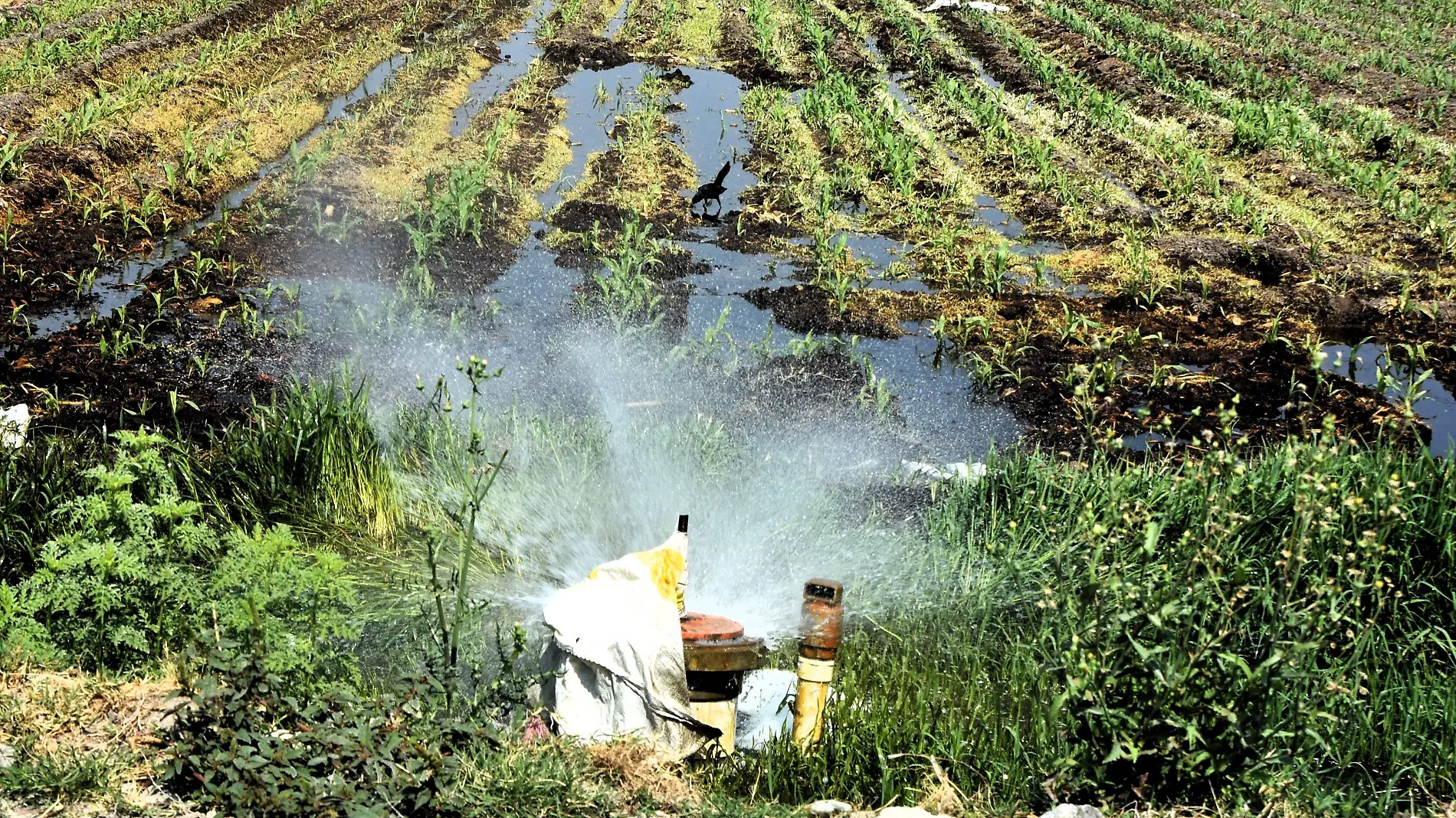 Fue un sexenio para olvidar para el campo (2)